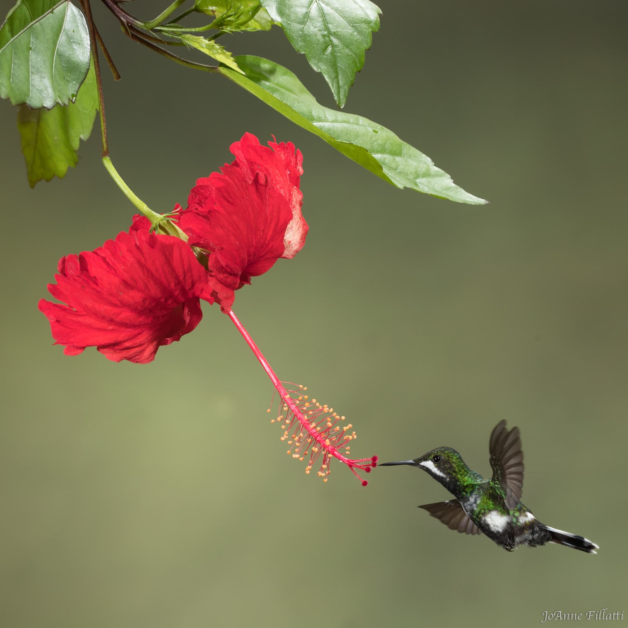 bird of ecuador image 12